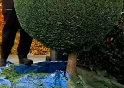 Reputable Tree Cutting Service